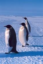 penguin 